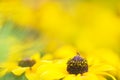 Small midge on a Black-eyed susan flower Royalty Free Stock Photo