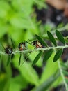 Small but mighty bugs Royalty Free Stock Photo