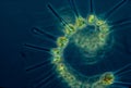 Small but mighty phytoplankton are the laborers of the ocean.