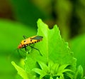 A Small Milkweed Bug on a green leaf with a green backgound in nature. Royalty Free Stock Photo