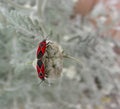 Small Milkweed Bugs Mating Royalty Free Stock Photo