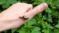 Small mini snail friend on human hand with thumbs up symbolism . petting a little snail by hand . Pests in the herb garden . Snail Royalty Free Stock Photo