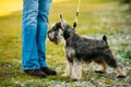 Small Miniature Schnauzer Dog Zwergschnauzer Royalty Free Stock Photo