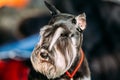 Small Miniature Schnauzer Dog Zwergschnauzer Royalty Free Stock Photo