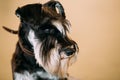 Small Miniature Schnauzer Dog Zwergschnauzer Royalty Free Stock Photo