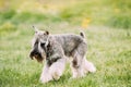 Small Miniature Schnauzer Dog Zwergschnauzer Play Outdoor In Green Park Meadow Royalty Free Stock Photo