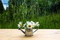 Miniature watering can with daisies on wooden table outdoors in garden Royalty Free Stock Photo