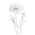 small minimalist daisy tattoo, pencil daisy drawing, outline Leucanthemum flower drawing, Oxeye Daisy line drawing,