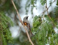 Small minivet Royalty Free Stock Photo
