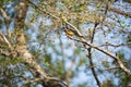 Small minivet Royalty Free Stock Photo