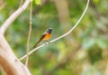 Small Minivet perched on a tree Royalty Free Stock Photo