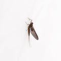 Small Minnow Mayfly