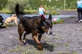 Small mixed breed dog dripping water Royalty Free Stock Photo