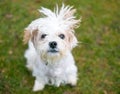 A small mixed breed dog with frizzy, windblown fur Royalty Free Stock Photo