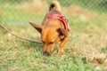 Small mixed breed dog on a green meadow. Age almost 2 years. Dog school, veterinarian and pet concept