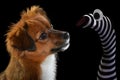 Small mixed breed dog looks intensively at a stocking hand puppet Royalty Free Stock Photo