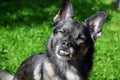 Small mixed breed dog with malocclusion