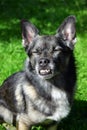 Small mixed breed dog with malocclusion