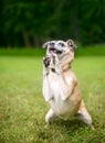 A small mixed breed dog performing a trick with its front paws together