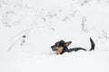 Small mixed breed dog in a snow. Lots of snow in winter. Happy pet outside