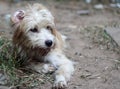 Small mixed breed homeless stray dog with long dirty hair