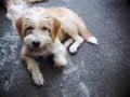 Small mixed breed lost homeless dog with dirty hair and schnauzer Royalty Free Stock Photo