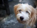 Small mixed breed lost homeless dog with dirty hair and schnauzer Royalty Free Stock Photo