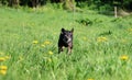 Running small mixed dog in the park Royalty Free Stock Photo