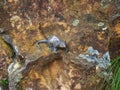 Small Metal Antechinus Sculpture, Blue Mountains, Australia