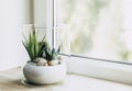 Small modern tabletop glass open terrarium for plants on window sill in natural light.