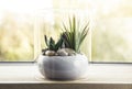 Small modern tabletop glass open terrarium for plants on window sill in natural light.