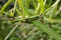 Small Monarch butterfly caterpillar crawling on milkweed plant, eating in garden outdoors Royalty Free Stock Photo