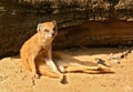 Small mongoose is relaxing and sitting in front of fallen tree. Its favourite meal are snakes