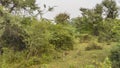 A small mongoose is sitting on its hind legs in a forest clearing