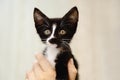 A small, mongrel black kitten with a white breast Royalty Free Stock Photo