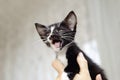 A small, mongrel black kitten with a white breast meows Royalty Free Stock Photo