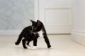 A small, mongrel black kitten with a white breast Royalty Free Stock Photo