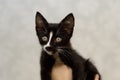 A small, mongrel black kitten with a white breast Royalty Free Stock Photo