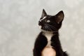 A small, mongrel black kitten with a white breast Royalty Free Stock Photo