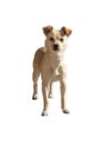 Small mongrel dog isolated on a white background