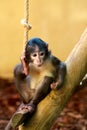 Small monkey Royalty Free Stock Photo