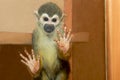 The small monkey. Royalty Free Stock Photo