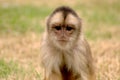 Small Monkey Royalty Free Stock Photo