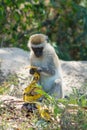 Small monkey in Africa wild nature eat banana Royalty Free Stock Photo