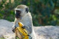 Small monkey in Africa wild nature eat banana Royalty Free Stock Photo