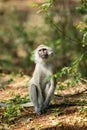 Small monkey in Africa wild nature Royalty Free Stock Photo