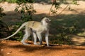 Small monkey in Africa wild nature Royalty Free Stock Photo