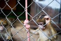 A small monkey in a cage at the zoo eats food Royalty Free Stock Photo