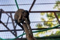 A little monkey climbed into a cage on a stick and looks at the camera Royalty Free Stock Photo