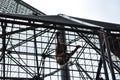 A small monkey climbs up a cage fence